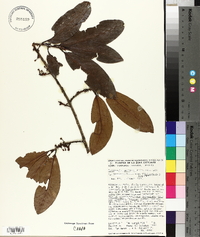 Erythroxylum macrophyllum image