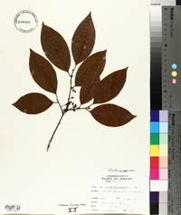 Erythroxylum incrassatum image