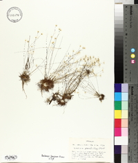 Syngonanthus gracilis image