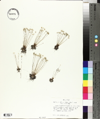 Syngonanthus gracilis image