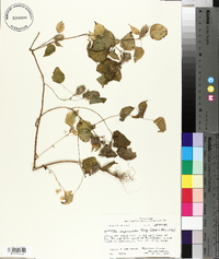 Acalypha alopecuroides image