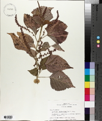 Acalypha wilkesiana image