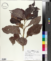 Acalypha wilkesiana image