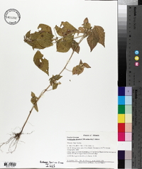 Acalypha deamii image