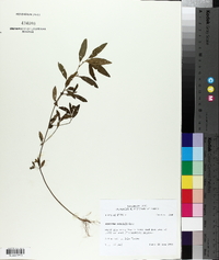 Acalypha gracilis image