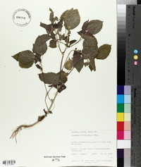 Acalypha ostryifolia image