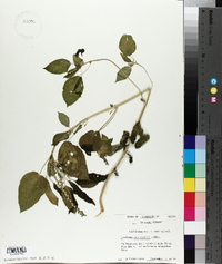 Acalypha ostryifolia image