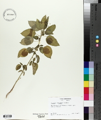 Acalypha ostryifolia image