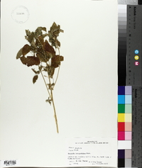 Acalypha ostryifolia image