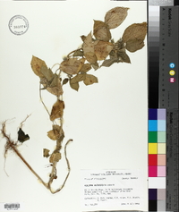 Acalypha ostryifolia image