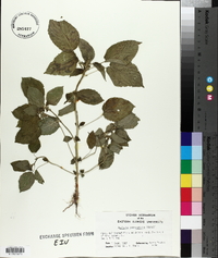 Acalypha ostryifolia image