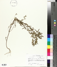 Acalypha gracilens image