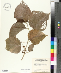 Acalypha wilkesiana image