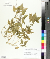 Acalypha virginica image