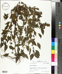 Acalypha virginica image