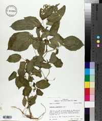 Acalypha ostryifolia image