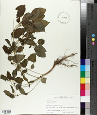 Acalypha ostryifolia image