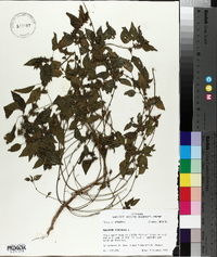 Acalypha virginica image