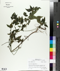 Acalypha virginica image