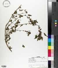 Acalypha virginica image