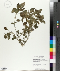 Acalypha setosa image