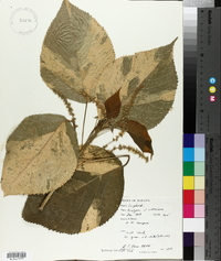 Acalypha wilkesiana image