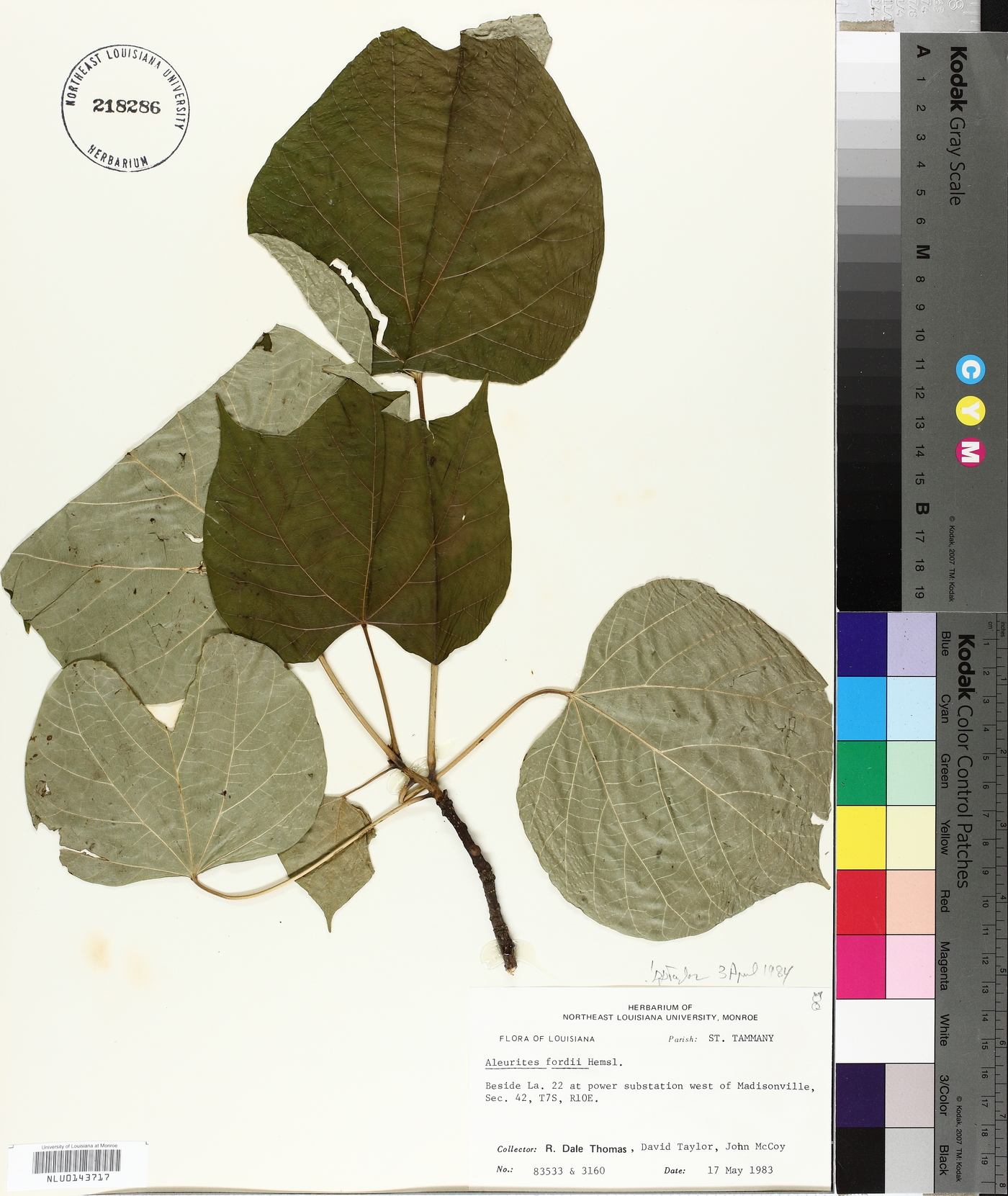 Aleurites fordii image