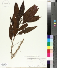 Alchornea tiliifolia image