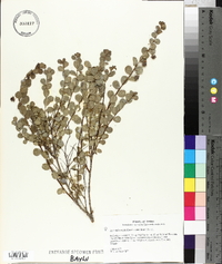 Andrachne phyllanthoides image