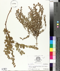 Andrachne phyllanthoides image