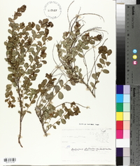 Andrachne phyllanthoides image