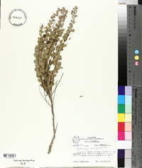 Andrachne phyllanthoides image