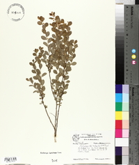 Andrachne phyllanthoides image