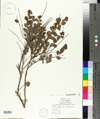 Andrachne phyllanthoides image