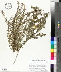 Andrachne phyllanthoides image