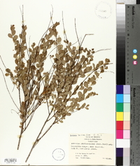 Andrachne phyllanthoides image