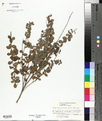 Andrachne phyllanthoides image