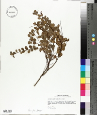 Andrachne phyllanthoides image
