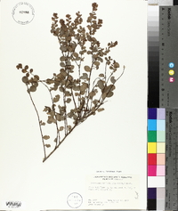 Andrachne phyllanthoides image