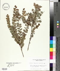 Andrachne phyllanthoides image