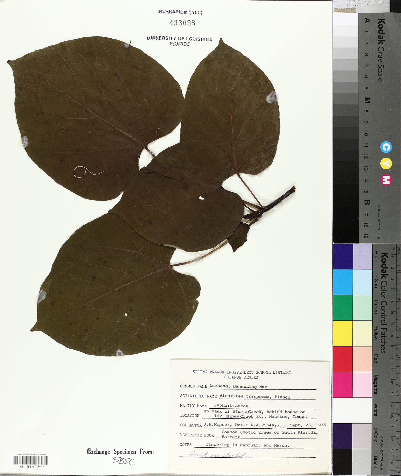 Aleurites trisperma image