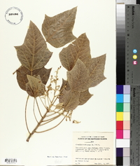 Aleurites moluccana image
