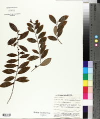 Cleistanthus monoicus image
