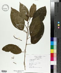 Acalypha schiedeana image