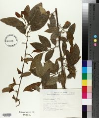 Acalypha diversifolia image