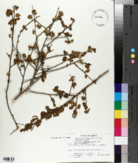 Acalypha californica image
