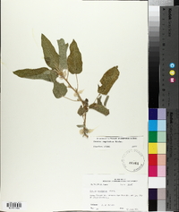 Croton capitatus image