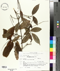Antidesma helferi image