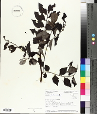 Breynia fruticosa image