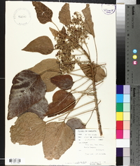 Aleurites moluccana image